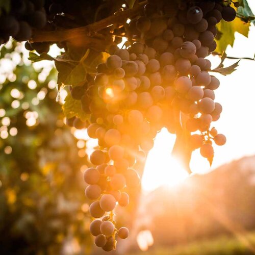 a low sun shines through from behind a close up of red grapes