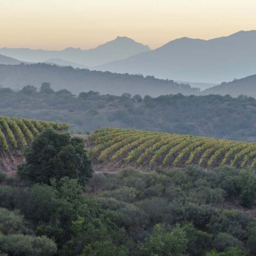 Long vista of vineyards and landscape, rolling left to right at angles - trees and scrubland in the foreground, a rolling hillside of vines behind, more trees and scrub farther back, leading off to large hills and a golden sunrise in the far distance.