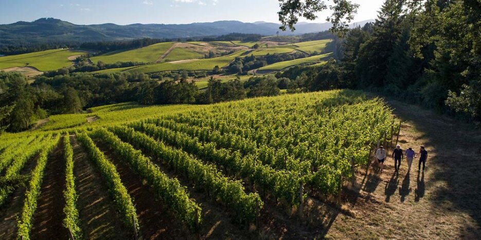 A drone aerial photo looking down from the top of a row of lush green vines disappearing into the wooded valley below. On the right are four men walking on the short rough grassland above the vines and a line of trees to the right of them.