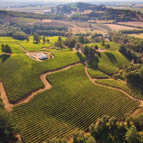 a patchwork of green vineyards seen from high in the air, several paths snaking through the middle, a house at the top of the ridge among the vines, and low lying hills around with trees dotted on hilltops