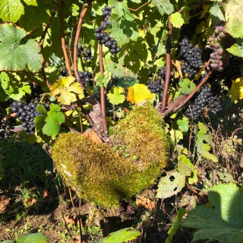 close up of an old vine trunk with green moss wrapped around the stem within the folds of the branches near the ground. Dark almost black grapes hang from the branches above and to the side