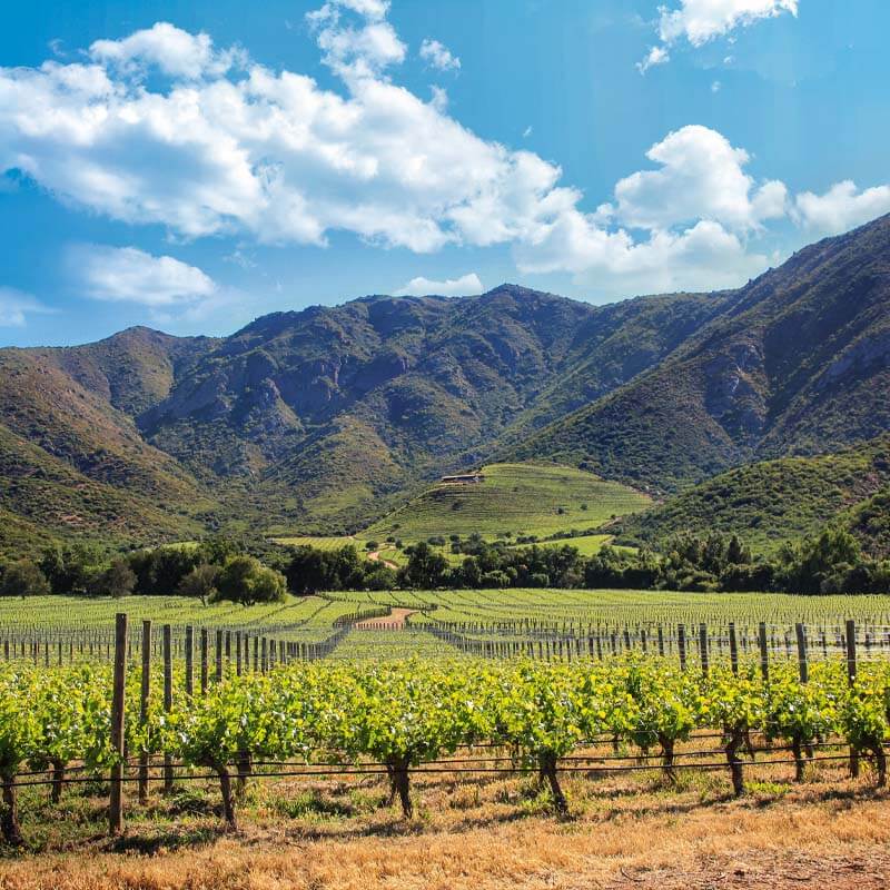 Looking into the long distance across a deep depth vineyard that leads the eye into the tree line that stands at the foot of steep hillsides and low mountains in the background, under a rich blue sky with fluffy white clouds