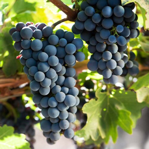big bunches of red wine grapes with a smooth matt purple-blue skins, hanging among rich green leaves of the vine.