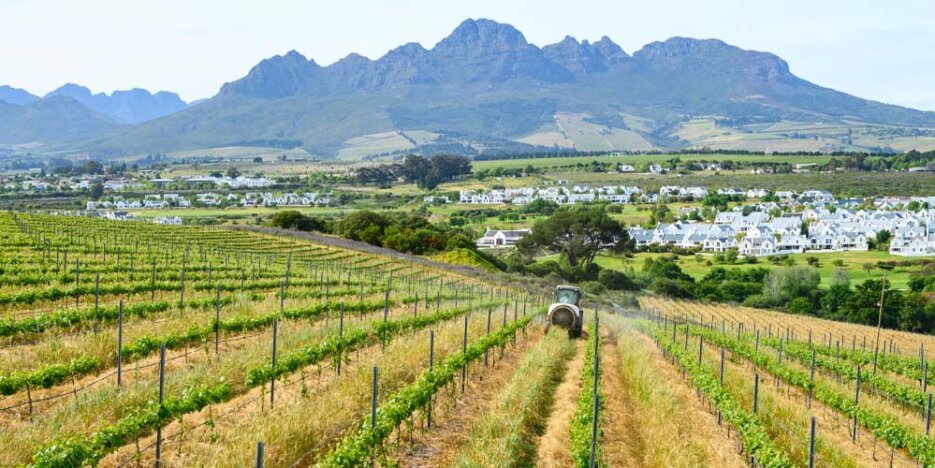 A vineyard vista of rows of vines rolling down a gentle slope to the valley floor where many bright white buildings are among a few trees. The vineyard has a tractor in the middle distance, and there's mountains in the background