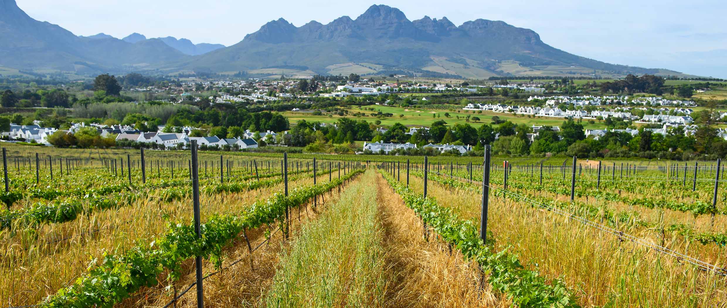 Looking down a gentle slope of low vines with high grasses growing up between the rows, there are low white buildings in the middle distance of a green valley floor with trees dotted around, and in the background are mountains of the Stellenbosch, South Africa
