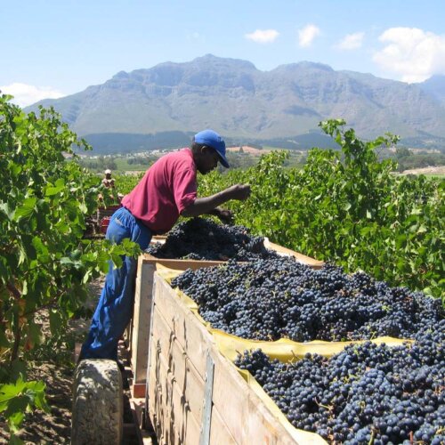 a black vineyard worker dressed in red tshirt, blue trousers and peaked cap is leaning into a tractor trailer of red grapes inspecting them. The trailer is between a row of vines in the vineyard with a line of mountains in the background