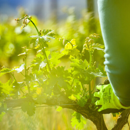 A bright green close up of yellow gloved hands tending to young vines, fresh new vine growth coming up from a brown vine stem
