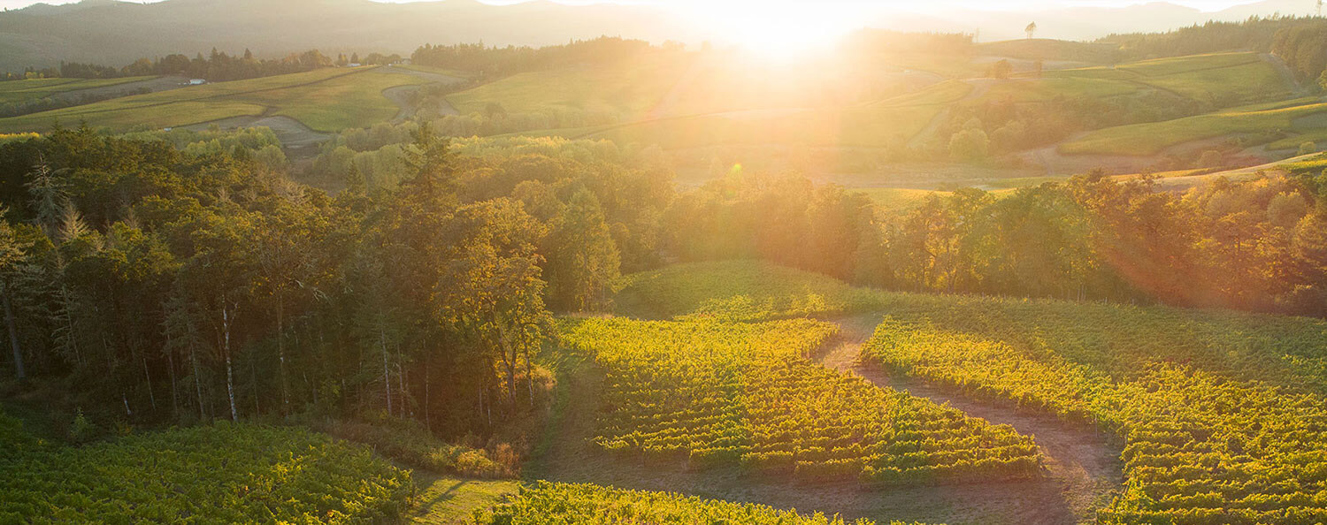 Photo from the sky above green vineyards at sunset - the sun shining bright at the top of the image. Tall trees on the left and lower trees cut through the middle of the vineyard scene with long shadows