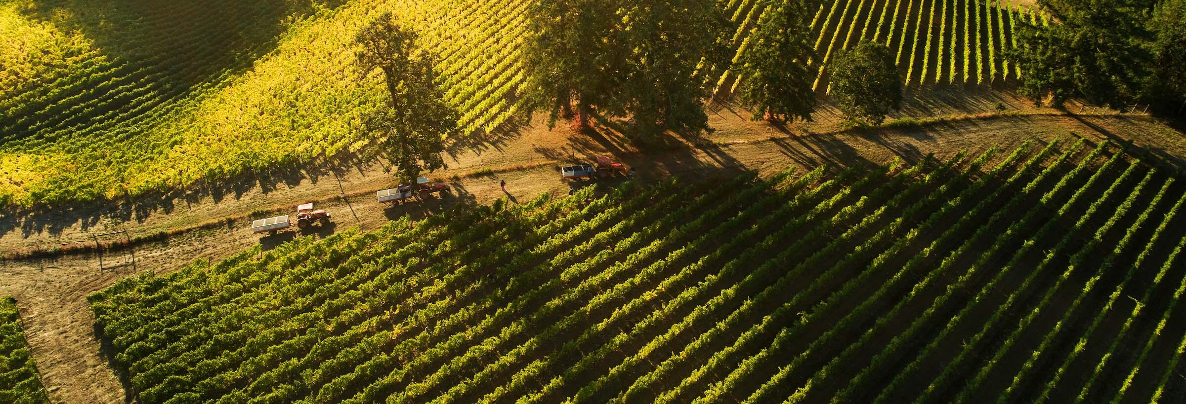 photo from above a row of 3 tractors and trailers on a dirt track between rows of vines. Tall trees next to the track cast long shadows across the straight rows of vines