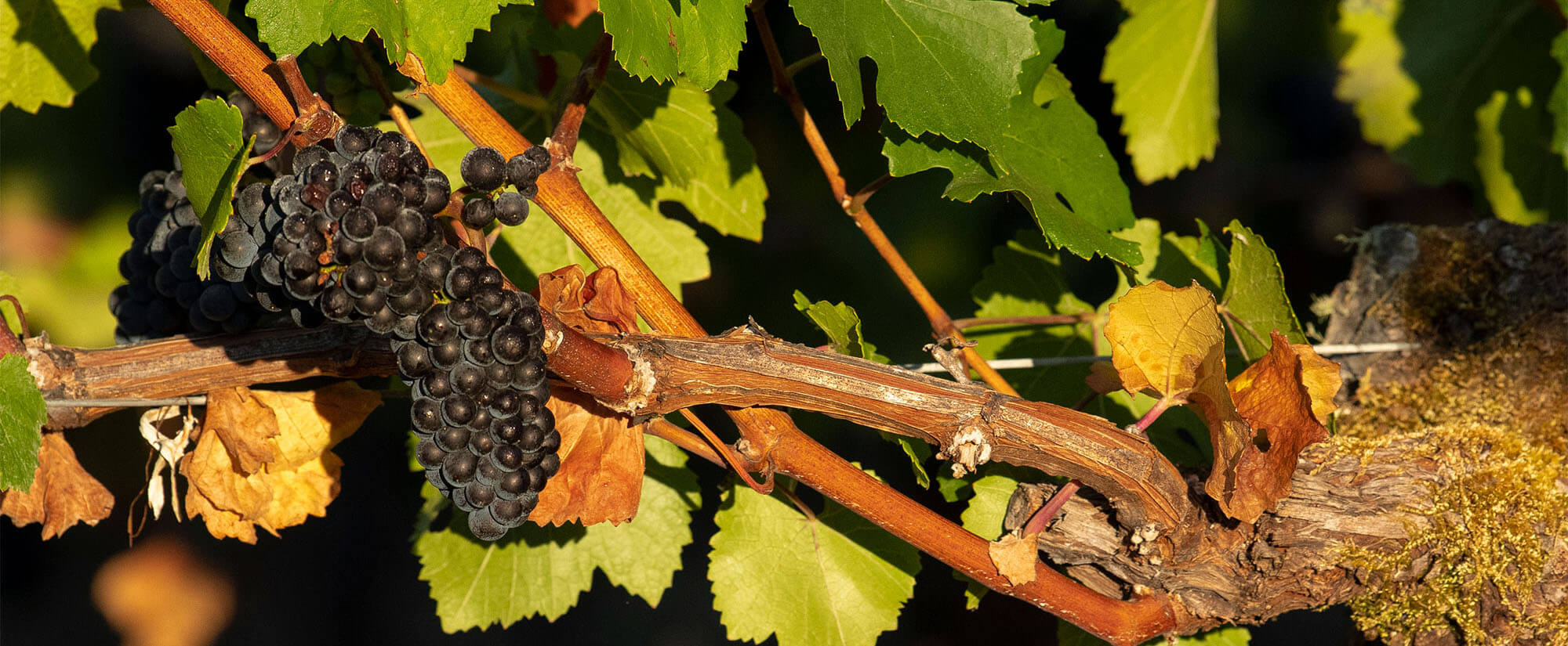 a bunch of dark grapes cling to a reddy brown vine stem coming off an old moss covered vine trunk on the right, with green leaves behind