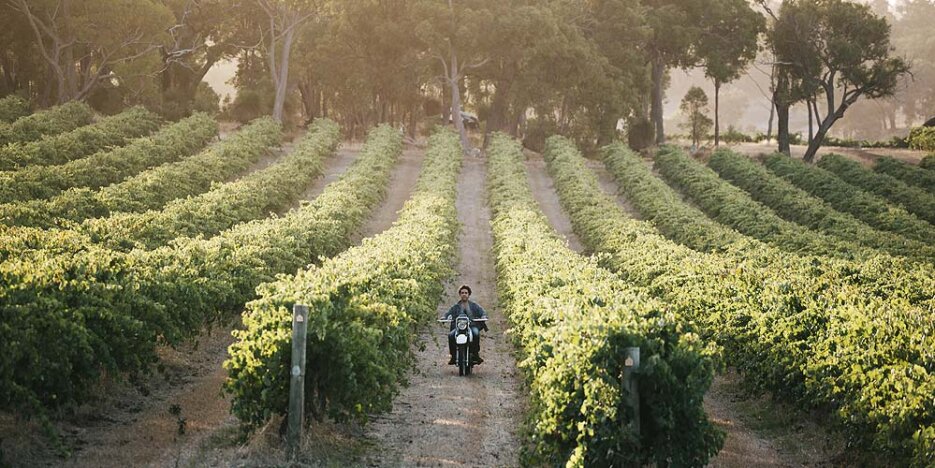 Larry riding a motorbike down between a row of vines heading toward the camera. Sunlight shines low from the left side.