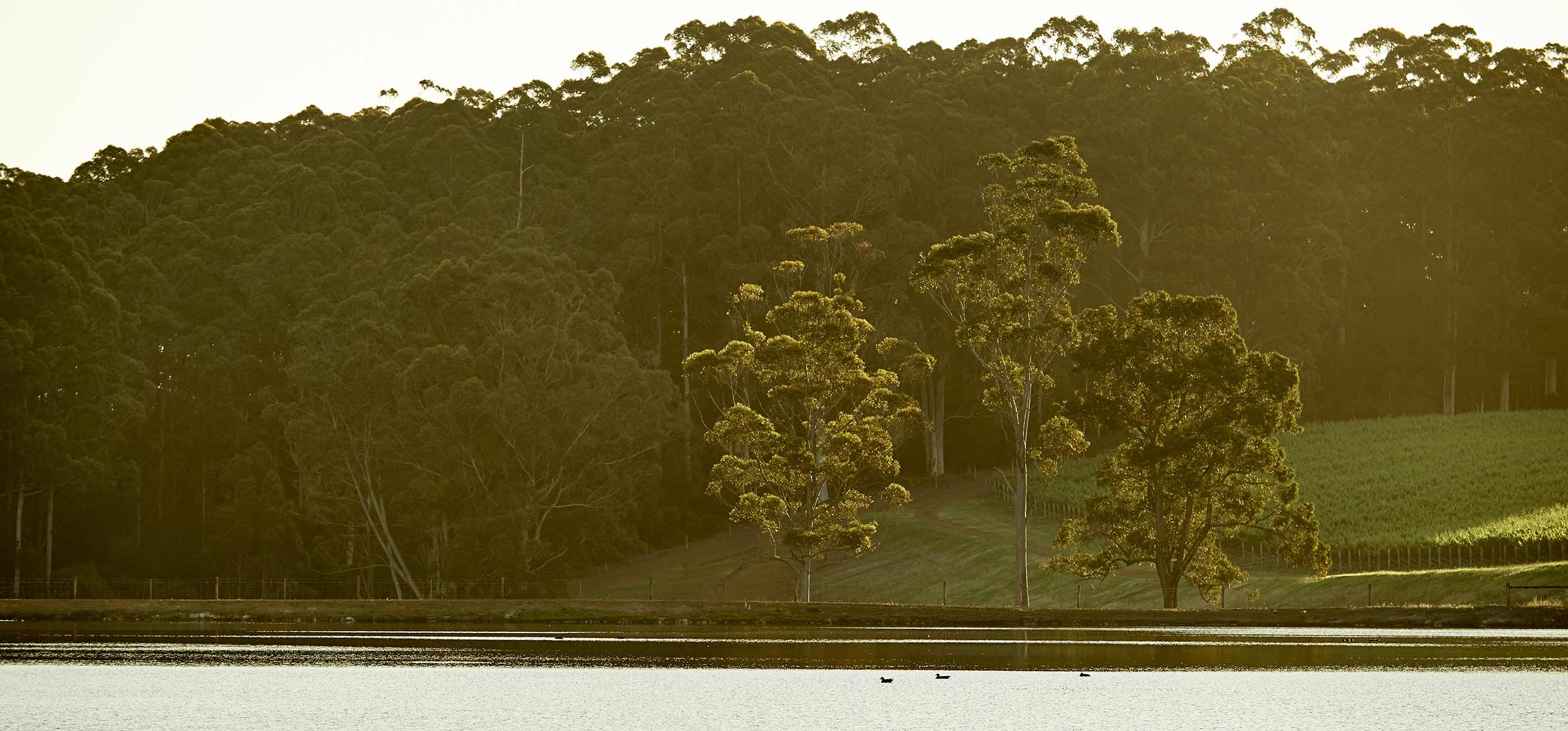 View across a still lake, with three ducks on, in front of three tall trees on the shoreline. A vineyard gently slopes up to the right and a large bank of trees fill the scene across the back.