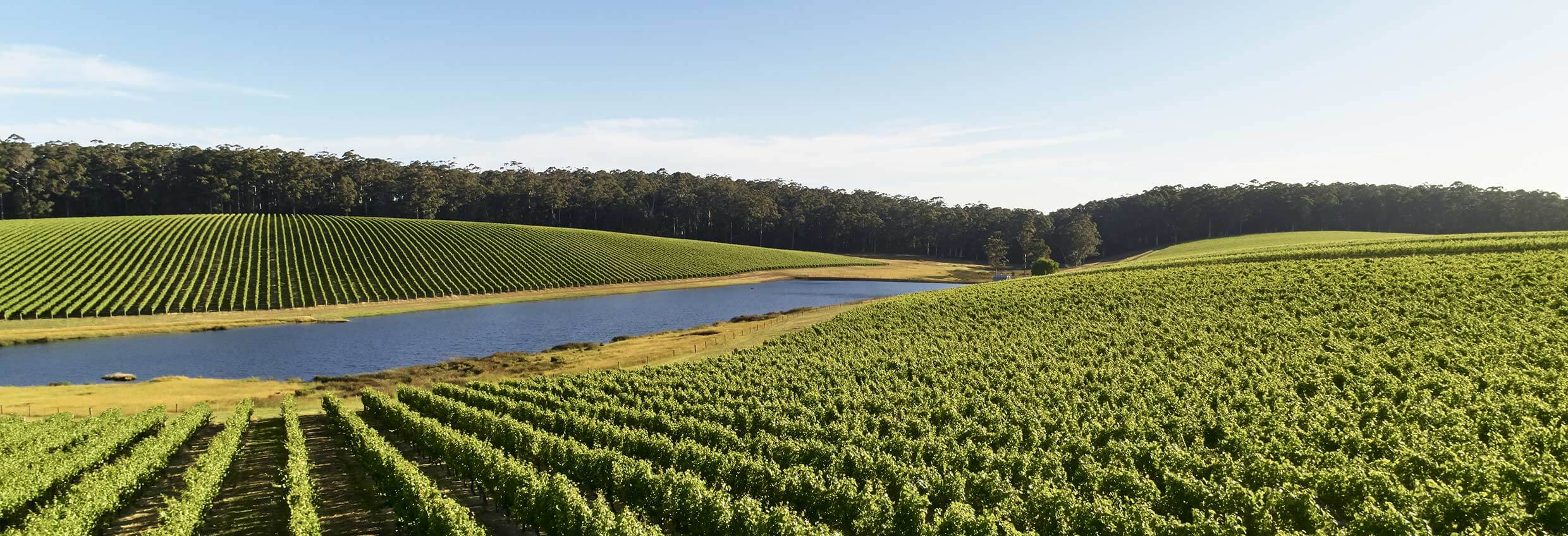 gently rolling rows of green vines span a valley with a lake cutting across the middle, and a distant tree line from left to right under a blue sky