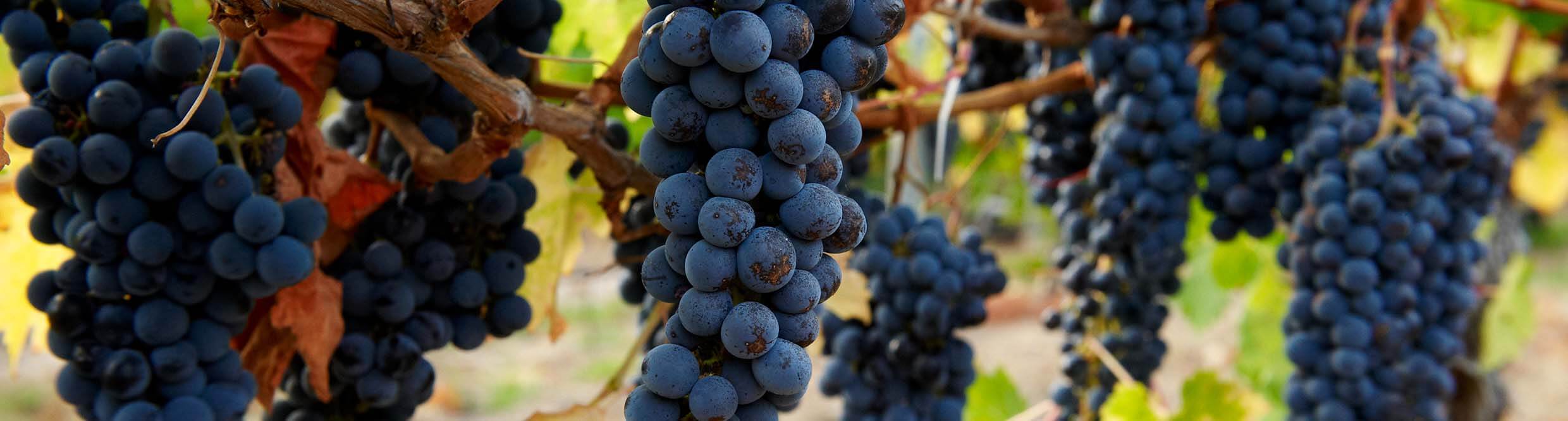 close up of rich dark blue ripe grapes hanging on a vine