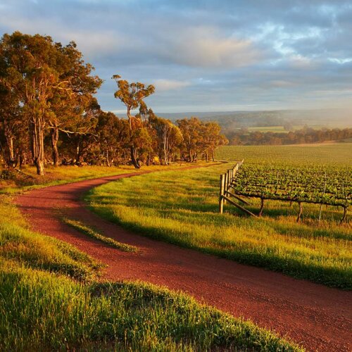 A dark red dirt track weaves from bottom right to mid left and off up the left side of the scene where there is a row of trees on the left, and vines on the right side of the track