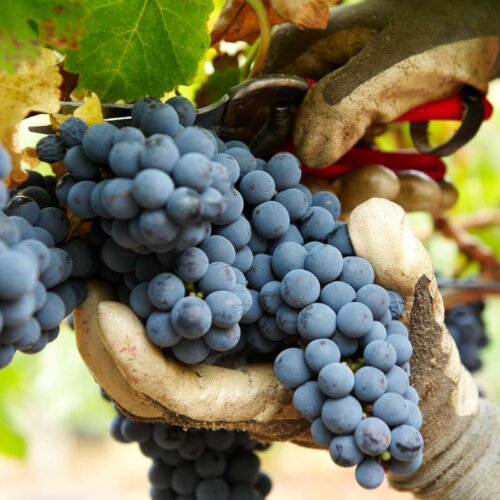 a gloved hand cradles a bunch of velvety purple blue red grapes while the other hand snips them from the vine using red handled secateurs